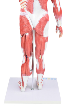 Figura Muscular Assexuada de 80cm c/ Órgãos Internos em 27 Partes SD-5026/C - loja online