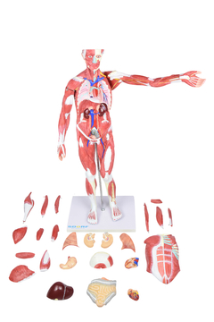 Imagem do Figura Muscular Assexuada de 80cm c/ Órgãos Internos em 27 Partes SD-5026/C