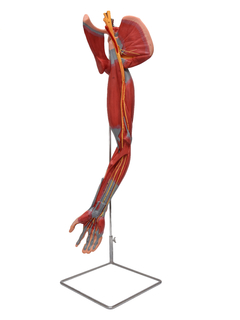 Braço c/ Músculos Destacáveis, Vasos e Nervos em 6 Partes SD-5027 - Mix Anatomy - Simuladores e Modelos Anatômicos