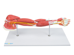 Braço c/ Músculos Destacáveis, Vasos e Nervos em 7 Partes SD-5027/B