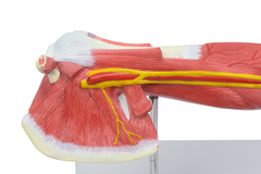 Braço c/ Músculos Destacáveis, Vasos e Nervos em 7 Partes SD-5027/B - Mix Anatomy - Simuladores e Modelos Anatômicos