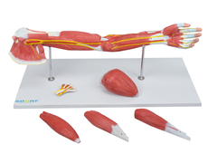 Braço c/ Músculos Destacáveis, Vasos e Nervos em 7 Partes SD-5027/B - loja online