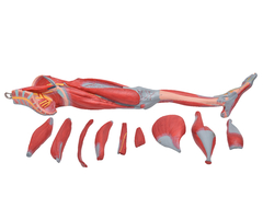 Imagem do Perna c/ Músculos Destacáveis, Vasos e Nervos em 10 Partes SD-5028