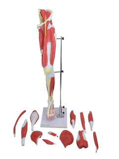 Perna c/ Músculos Destacáveis, Vasos e Nervos em 13 Partes SD-5028/B - Mix Anatomy - Simuladores e Modelos Anatômicos