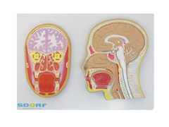 Secção Frontal e Mediana da Cabeça SD-5038/B