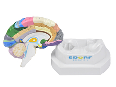 Cérebro Neuro-anatômico colorido em 2 Partes SD-5040/C - Mix Anatomy - Simuladores e Modelos Anatômicos