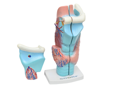 Garganta Ampliada em 3 Partes SD-5041 - Mix Anatomy - Simuladores e Modelos Anatômicos