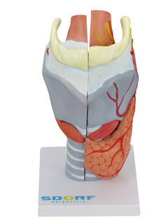 Laringe Humana Ampliada c/ Cartilagem em 5 partes SD-5041/C