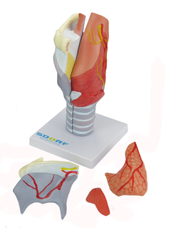 Laringe Humana Ampliada c/ Cartilagem em 5 partes SD-5041/C na internet