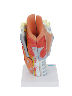 Laringe Humana Ampliada c/ Cartilagem em 5 partes SD-5041/C - Mix Anatomy - Simuladores e Modelos Anatômicos