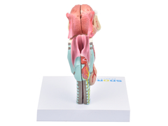 Laringe Humana c/ Língua e Mandíbula em 5 partes SD-5041/D na internet