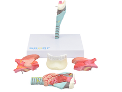 Laringe Humana c/ Língua e Mandíbula em 5 partes SD-5041/D - Mix Anatomy - Simuladores e Modelos Anatômicos