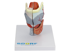 Laringe Humana em Tamanho real c/ Cartilagem em 5 partes SD-5041/E