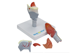 Laringe Humana em Tamanho real c/ Cartilagem em 5 partes SD-5041/E - Mix Anatomy - Simuladores e Modelos Anatômicos