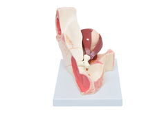 Olho em Órbita em 10 Partes SD-5044 - Mix Anatomy - Simuladores e Modelos Anatômicos