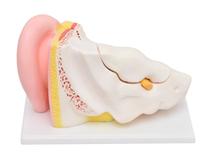 Ouvido Ampliado em 5 Partes SD-5045 - Mix Anatomy - Simuladores e Modelos Anatômicos