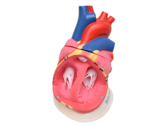Coração Ampliado em 3 Partes SD-5048 na internet
