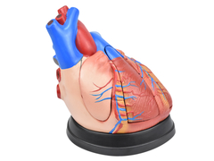 Coração em Tamanho Médio em 5 Partes SD-5048/B na internet