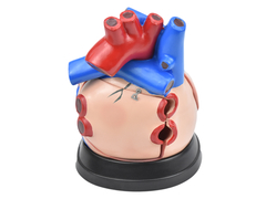 Coração em Tamanho Médio em 5 Partes SD-5048/B - Mix Anatomy - Simuladores e Modelos Anatômicos