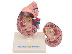 Rim c/ Glândula Supradrenal em 2 Partes SD-5051 - Mix Anatomy - Simuladores e Modelos Anatômicos