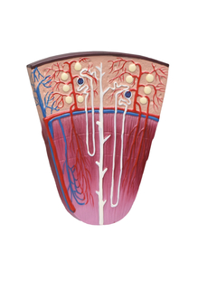 Rim, Néfrons e Glomérulos em Prancha SD-5051/B - Mix Anatomy - Simuladores e Modelos Anatômicos
