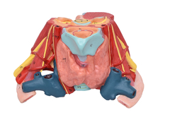 Cavidade Torácica em 17 Partes SD-5055/E - Mix Anatomy - Simuladores e Modelos Anatômicos