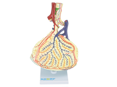 Alvéolo Pulmonar : SD-5055/F - comprar online