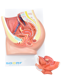 Pelve Feminina c/ Secção em 2 Partes SD-5057/B - Mix Anatomy - Simuladores e Modelos Anatômicos