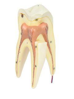 Dente Molar Superior c/ Raiz Tripla em 3 Partes, 8x o Tamanho Real Aprox. SD-5059/F na internet