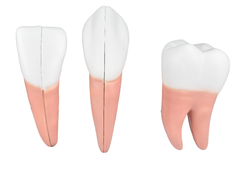 Dentes em 6 Partes (Incisivo, Canino e Molar) SD-5059/H