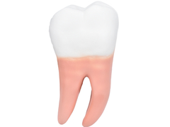 Dentes em 6 Partes (Incisivo, Canino e Molar) SD-5059/H - Mix Anatomy - Simuladores e Modelos Anatômicos