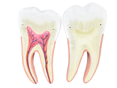 Dentes em 6 Partes (Incisivo, Canino e Molar) SD-5059/H