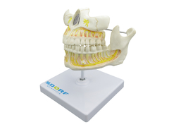 Dentição Adulta SD-5059/J - comprar online