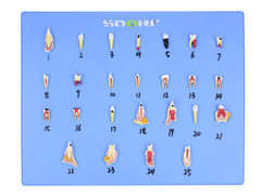 Modelo de Patologias Dentárias c/ 25 Partes em Placa SD-5059/M