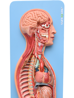 Sistema Nervoso Simpático e Parassimpático SD-5060/B
