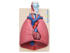 Sistema Respiratório em 7 Partes SD-5062