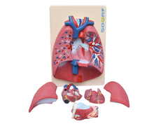 Sistema Respiratório em 7 Partes SD-5062 - comprar online