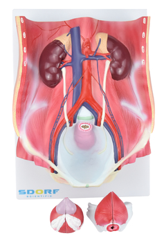 Sistema Urinário Dual Sexo em 6 Partes SD-5063