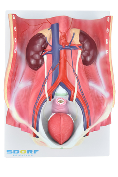Sistema Urinário Dual Sexo em 6 Partes SD-5063 na internet