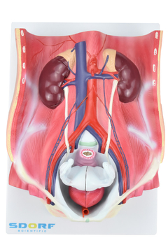 Sistema Urinário Dual Sexo em 6 Partes SD-5063 - Mix Anatomy - Simuladores e Modelos Anatômicos