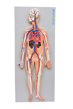 Sistema Circulatório Sanguíneo SD-5067