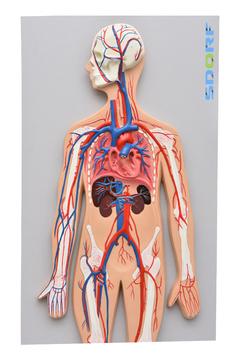 Sistema Circulatório Sanguíneo SD-5067 - comprar online