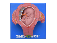 Desenvolvimento Embrionário em 8 Estágios SD-5068 - Mix Anatomy - Simuladores e Modelos Anatômicos