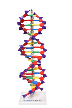 Dupla Hélice de D.N.A SD-5069 - comprar online