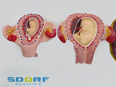 Fertilização Humana e Desenvolvimento Embrionário SD-5080 - Mix Anatomy - Simuladores e Modelos Anatômicos