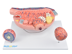 Desenvolvimento folicular no ovário em 13 partes SD-5083