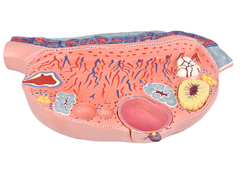 Desenvolvimento folicular no ovário em 13 partes SD-5083 na internet