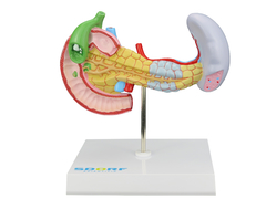 Modelo Patológico do Pâncreas, Baço, Duodeno e Vesícula Biliar SD-5205 na internet