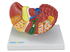 Modelo Patológico do Fígado e Vesícula Biliar SD-5206 na internet