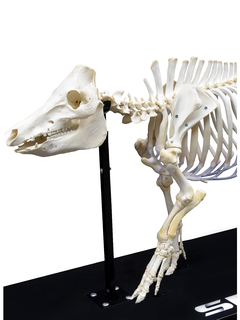 Esqueleto Natural Articulado de Porco (Sus Scrofa Domesticus) SD-7200 - comprar online